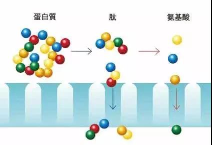 銀川伊百盛生物工程有限公司